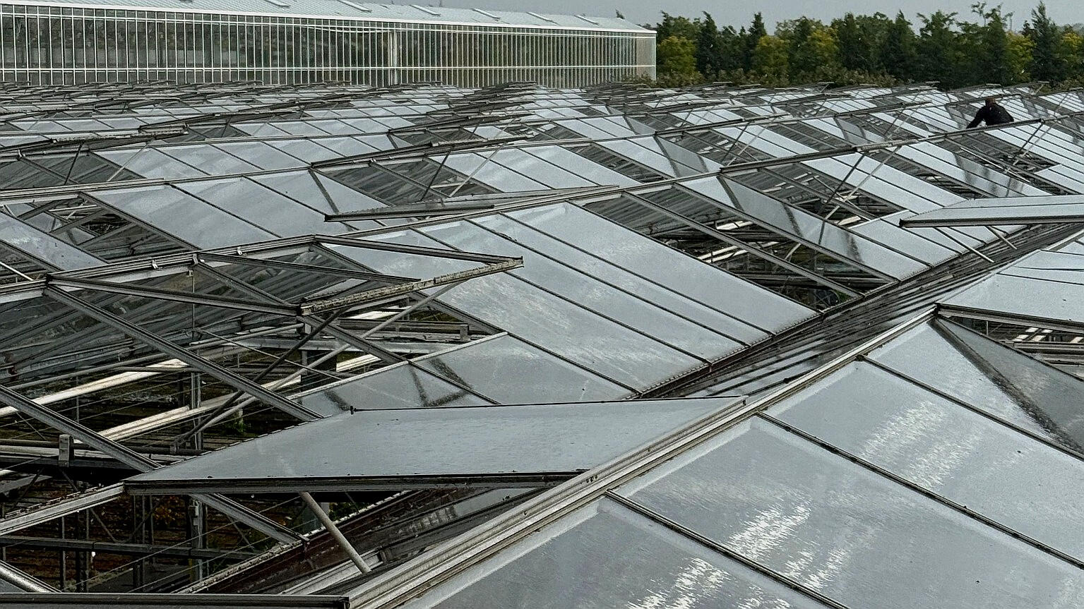 Gewächshaus Verglasung auf großen Dachflächen mit moderner Glasstruktur bei Wartung und Sanierung
